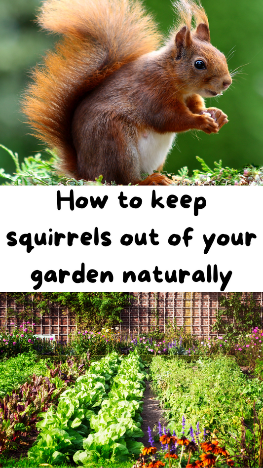 How to keep squirrels out of your garden!