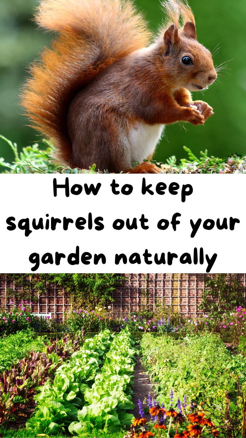 How to keep squirrels out of your garden!