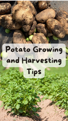 Potato planting and harvesting tips!