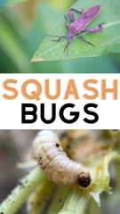 Squash Bugs.